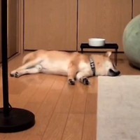寝ていた犬が『豪快なオナラ』をした結果→起き上がったと思ったら…あまりにも白々しい『表情』が44万再生「思ったよりデカくて草」「可愛いｗ」