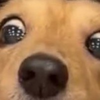 生まれて初めて『犬用の焼肉』を食べた犬→あまりに美味しかったのか、顔が…欲望に溢れた『表情の数々』に3万いいね「顔芸で草」「目落ちそうｗ」