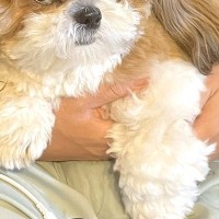 夫に話しかけた結果→膝に乗っていた犬が『嫉妬』しまくり…思った以上に『ブチギレている表情』に1万いいね「悪い顔ｗｗ」「愛強すぎて草」