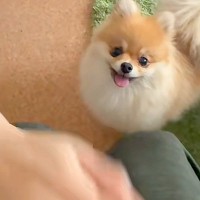 『犬はパパとママ、どっちを守るのか？』検証してみた結果→互いに叩くふりをしてみると…まさかの『態度の差』に反響「面白いｗ」「可愛くて最高」