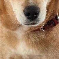 13歳のおばあちゃん犬が『どうしても散歩に行きたい』と訴えた結果→絶対断れない『おねだりの仕方』に2万いいね「なんて賢い」「健気で可愛い」