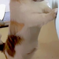 他の犬がママとイチャイチャしているのを発見したワンコ→阻止しようとしたものの…思わず笑う『まさかの展開』が165万再生「イラついてるｗ」