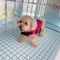 犬が生まれて初めて『プールに入った』結果→可愛すぎる反応と『まさかのハプニング』が10万再生「一生懸命で愛おしいｗ」「別犬になってて草」