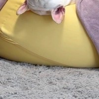 植木を噛みちぎった犬を叱った結果→『反省しているかな』と様子を見ると…信じられない『まさかの態度』が38万再生「だるーって感じなの草」