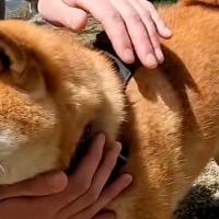 2匹の犬が『好みのタイプのお兄さん』に撫でられた結果→まるで乙女？『恋をしているかのような表情』に反響「幸せになった」「なんて可愛い」
