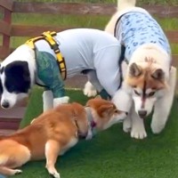 プールに来た犬たち→水の中をのぞき込んでいたら、足をすべらせて…コントのような『顔面ダイブ』が94万再生「必死で草」「笑いの神降りてる」