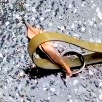 リードに何かが引っ掛かっていたら止まる大型犬→試しに『葉っぱ』を置いてみたら…まさかの光景が198万再生「なんて可愛い」「おもろすぎｗｗ」