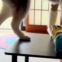 テーブルに乗った大型犬が『後ろ足から降りようとした』結果→大丈夫かなと思ったら…あまりにビビりな光景が31万再生「抱きしめたいほど可愛い」