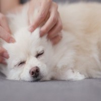 犬は飼い主に触れられるとどう思うの？スキンシップが大切だとされる理由やメリットまで