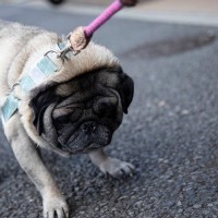 犬が『散歩拒否』する心理3つ　道端で歩かなくなってしまうワケや対処法までご紹介