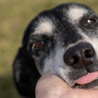 『老犬が飼い主に甘える』理由4つ　シニア期に入ったワンコが甘えん坊になるのはなぜ？