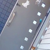 『ひとりで玄関を出ちゃダメ』と教わった犬→外のママを見つけ『出てしまう』と思いきや…必死に『約束を守る光景』に感動「一歩出すの可愛すぎ」