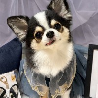 犬の写真を撮った結果→『映えてるな』と思ったら、裏側では…犬オタクの『理想と現実』に1万いいね「なるほど、スカートをｗ」「センス良すぎ」