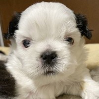 真っ白なお顔の赤ちゃん犬→『このまま育つかな』思ったら、1年後…誰も想像できなかった『衝撃の現在』に反響「最高」「同じ犬とは思えない」