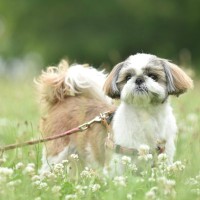 【獣医師監修】シーズーの散歩時間はどれくらい？1日の回数・距離の考え方や歩かないときの対処法を解説