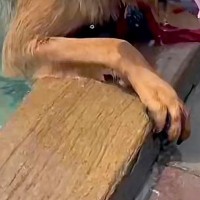 プールにきた大型犬→他のワンコのダイブを見て『ぼくもできる』とやってみた結果…あまりにもどんくさい光景が21万再生「急におじいちゃんで草」