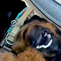 小さな子犬が『強面な大型犬』と暮らした結果→『相性は大丈夫かな』と心配していたら…想定外の光景が13万再生「ほっこりした」「みんな可愛い」