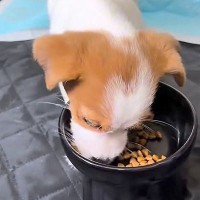 ふと、赤ちゃん犬が『大好きなごはん』を食べるところを撮影→美味しすぎて、食べてる途中で…あまりにも愛おしい『まさかの反応』が110万再生