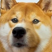 『柴犬』かと思って見ていたら…？あまりにも違和感なく馴染んでしまった『動物の顔はめ』が可愛すぎると169万再生「騙されたｗ」「完全同化」