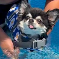 ライフジャケットを着てプールに入る犬→『泳ぐかな』と思ったら…ワンコとは思えない『まさかの光景』が73万再生「か、かわいい」「浮いてて草」