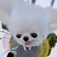 360度カメラを『犬につけてみた』結果→1日撮影を続けていたら、お風呂場で…とんでもない変身が78万再生「可愛すぎてずっと見たい」「爆笑」