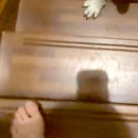 ちょっとだけ2階に行った結果→階段を降りると『1分間だけ離れ離れになった大型犬』が…尊すぎる光景に5万いいね「素晴らしい」「可愛すぎ」