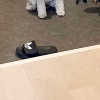家に遊びに来た友人→犬が『帰るのがイヤ』と駄々をこねて、玄関で…まさかの『わかりやすい表情』に6万いいね「強い意志を感じるｗ」「可愛い」