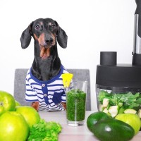 犬は『野菜ジュース』を飲んでも大丈夫？市販のモノは危険？誤って摂取した場合のリスクまで
