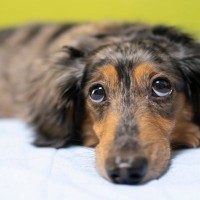 犬を叱ったときに『上目遣い』をしてくる心理5選　反省しているの？愛犬の本音とは