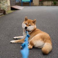 犬が死ぬかもしれない『散歩の仕方』5選　飼い主が勘違いしがちな危険行為とは？