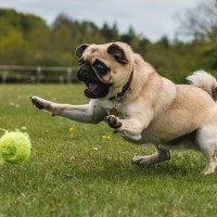 犬の『落ち着きがない』理由5選　愛犬の様子がおかしい場合に飼い主がとるべき対応まで