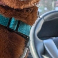『車でお散歩』と思っていた犬→行き先が『病院』で絶望し、診察が終わると…もはや別犬な『表情の差』に反響「同一犬？」「なんていう顔ｗｗ」