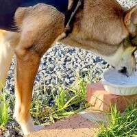 『術後服』を着ようとしない犬→なんとか対策を考え、着せた結果…あまりにも『TMレボリューションすぎる光景』に2万いいね「魅惑すぎて草」