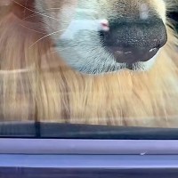 10分間、買い物に行くため『車で大型犬に待ってもらった』結果→戻ると『運転席』にいて…まさかの『ふてくされ』に反響「可愛いｗ」「癒される」