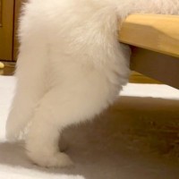 ふと、赤ちゃん犬の様子を見に行った結果→なぜか『変なポーズ』をしていて…予想外だった『電池切れ』が12万再生「癒された」「いい夢見てそう」