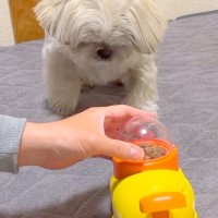 『フードが出てくるおもちゃ』を犬にあげてみたら→正しい遊び方がわからなくて…思っていたのと違う『力技』に反響「賢い」「ある意味天才ｗ」