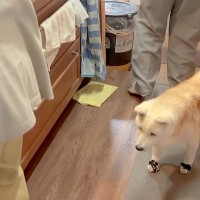 母とおばあちゃんが『ガチ喧嘩』をした結果→17歳の老犬が『仲裁』をしようとして…あまりにも健気な光景に感動「涙が出た」「なんて優しいの」