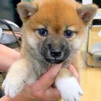 忙しい夫婦が『赤ちゃん犬』を飼った結果→環境が変わり、娘も生まれて…8年後の『素敵すぎる光景』に絶賛の声「絶対に幸せなワンコ」「天使」
