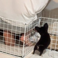 『ペットは絶対に飼わない』と猛反対していたパパ→反対を押し切り、お迎えした結果…嘘のような『現在の行動』が15万再生「可愛すぎｗ」「素敵」