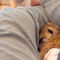 『眠りたいミーアキャット』と『遊びたい生後10ヶ月の犬』→思わずニヤける『圧が凄すぎる光景』が106万再生「顔がｗｗ」「近すぎて草」