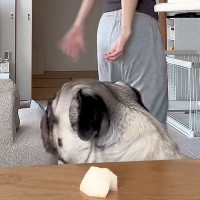 『梨を食べちゃダメだよ、ちょっと待っててね』と犬に伝え、別室に行った結果→思わず笑う『三度見』と結末が162万再生「かわええ」「期待通り」