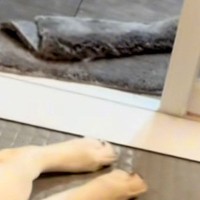 お風呂に入ったら『リビングで寝ていた大型犬2匹』がついてきて…愛おしすぎる『まさかの展開』が40万再生「かんわいぃーー！」「愛だ」と絶賛