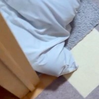 帰宅後『犬が全然お出迎えに来ないな』と思い、探した結果→なぜか寝室にいて…可愛すぎる光景が129万再生「拗ねてるの？ｗ」「忍者で草」