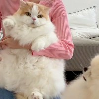 猫のお手入れ中に寄ってきた犬→『心配そうに見守っている』かと思ったら…人間のような『まさかの行動』に反響「可愛いｗ」「どこで覚えたの？」