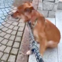 パパとお散歩中『ママが来るまで帰らない』と駄々をこねる犬→心配でお迎えに行くと…再会時に見せた『露骨な態度』に反響「こんな信頼されて素敵」