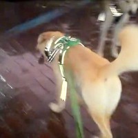 犬と初めての道を散歩し、迷子になった女性→ゲリラ雷雨にも襲われて…元野犬の兄弟が見せた『頼もしい光景』に反響「お利口さん」「素晴らしい」