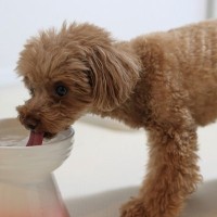 自宅でできる愛犬の『健康チェック』とは？病気や異常を発見するために見るべきポイントまで