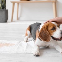 犬の『おしっこの色』がいつもと違う？今すぐに病院へ行くべき危険な状態まで解説