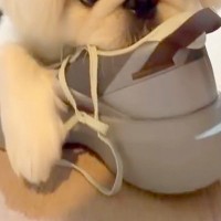 『パパの靴のニオイ』が大好きで、玄関から盗んだ犬→帰宅すると…バレバレすぎる『証拠隠滅の仕方』が12万再生「バレなければ無罪」「可愛すぎ」