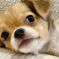 『嘘みたいだろ』極小赤ちゃん犬→『小さいまま育つ』と思ったら…衝撃的な『生後6ヶ月の光景』が33万再生「スタイル抜群で草」「斜め上いった」